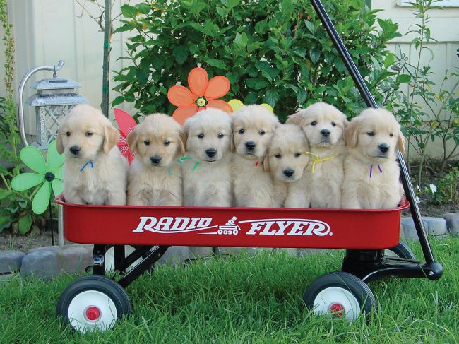 Hoe een puppy kiezen?