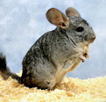 Hoe een chinchilla te kiezen?