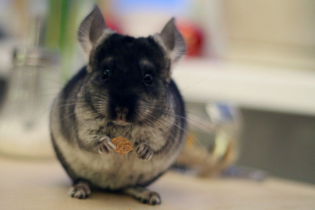 Hoe een chinchilla te kiezen?