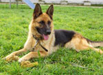Hoe een hond te kiezen. Duitse herder