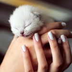 Welke vaccinaties heeft een kitten nodig?