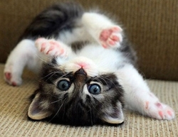 Welke vaccinaties heeft een kitten nodig?