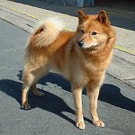 Karelo-Finse Laika (Finse Spitz) Karelo-Finse Laika (Finse Spitz)
