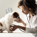 Wanneer een puppy vaccineren: schema's en schema van vaccinaties