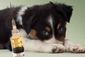 Wanneer een puppy vaccineren: schema's en schema van vaccinaties