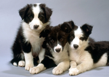 Wanneer een puppy vaccineren: schema's en schema van vaccinaties