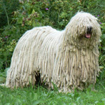 Komondor: Hongaarse herdershond Komondor: Hongaarse herdershond