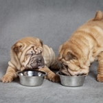 Eten voor Shar Pei