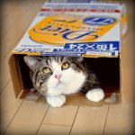 Cote Maru is een internetster Cote Maru is een internetster