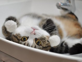 Cote Maru is een internetster Cote Maru is een internetster