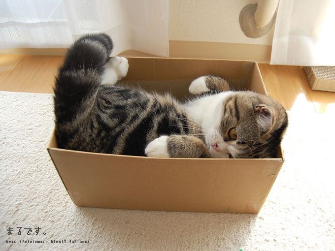 Cote Maru is een internetster Cote Maru is een internetster