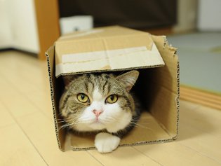 Cote Maru is een internetster Cote Maru is een internetster