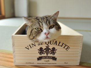 Cote Maru is een internetster Cote Maru is een internetster