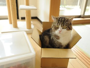 Cote Maru is een internetster Cote Maru is een internetster