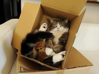 Cote Maru is een internetster Cote Maru is een internetster