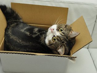 Cote Maru is een internetster Cote Maru is een internetster