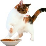 De kat eet niets