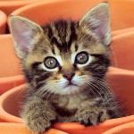 Kitten niest: wat te doen?