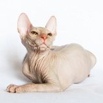 Cats of the Sphinx. Hoe zorg je voor een sfinx? Cats of the Sphinx. Hoe zorg je voor een sfinx?
