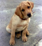 Mastitis bij honden