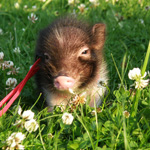 Mini-varken: onderhoud en verzorging
