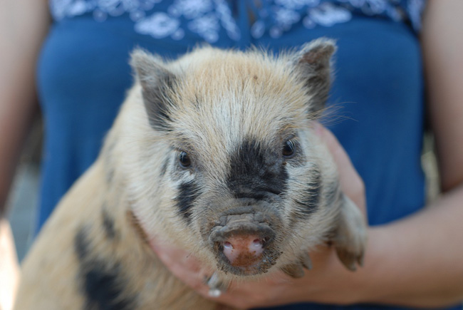 Mini-varken: onderhoud en verzorging