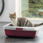 Urolithiasis bij katten