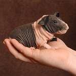 Cavia's Mager Cavia's Mager