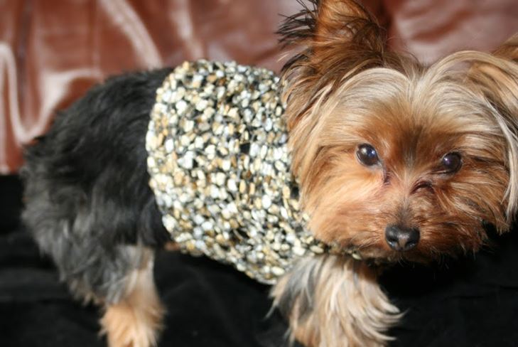 Dress Pet for Winter: Kleding voor York