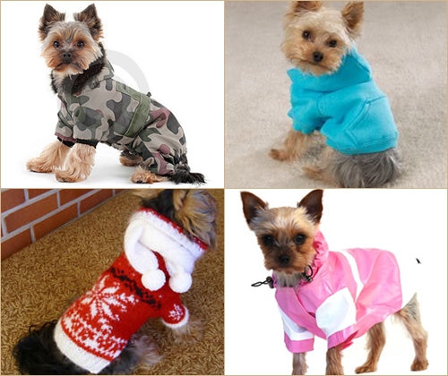 Dress Pet for Winter: Kleding voor York