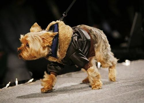 Dress Pet for Winter: Kleding voor York