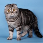 Kleuren van Schotse katten