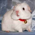 Zijn parasieten gevaarlijk voor cavia's?