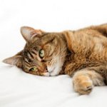 Vergiftiging bij katten