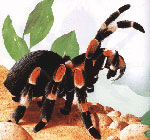 Hoe zorg je voor tarantula spinnen Hoe zorg je voor tarantula spinnen