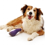 Breuken bij honden