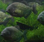 Piranha's in je aquarium