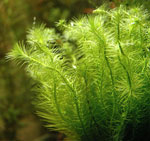 Waarom lijden aquariumplanten?