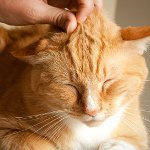 Waarom spinnen katten?