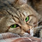 Subcutane mijt bij katten