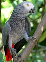 Jacques Parrot: inhoud thuis