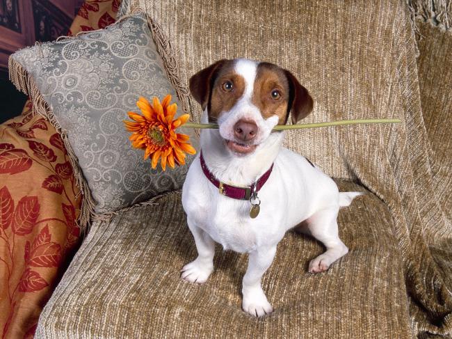 Ras Jack Russell Terrier