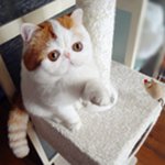 Ras van katten exot