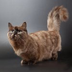 Ras van katten: munchkin Ras van katten: munchkin
