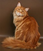 Maine Coon kattenras