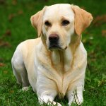 Ras Labrador Ras Labrador
