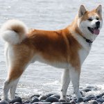 Ras van honden: Akita Inu Ras van honden: Akita Inu
