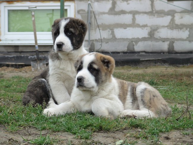 Het ras van Alabai-honden (Centraal-Aziatische herder)