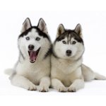 Husky hondenras