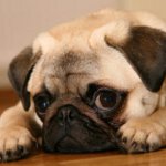 Ras van honden pug Ras van honden pug